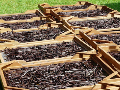 12 Best Vanilla Cigars to Try in 2025