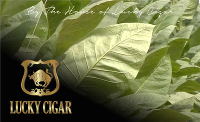 Barber Pole Cigars, Twister by Lucky Cigar: Torpedo 6x52 Single Cigar